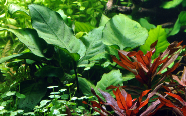 Anubias barteri var. caladiifolia - Kongo-Speerblatt Caladiifolia